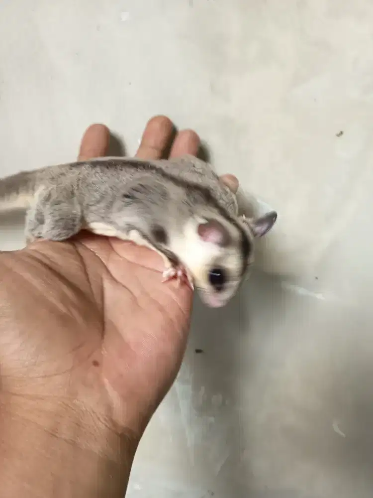 Sugar glider white face betina