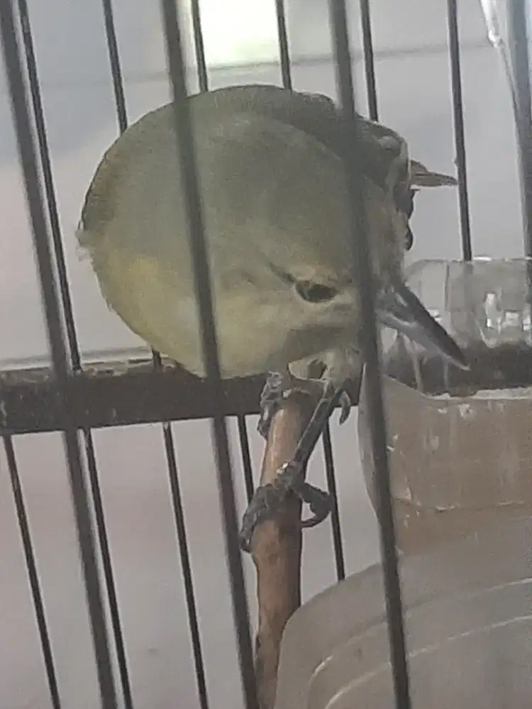 Sirtu jantan jinak burja