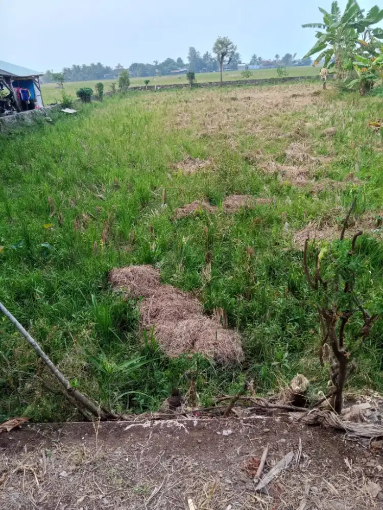 JUAL TANAH 350 NEGO