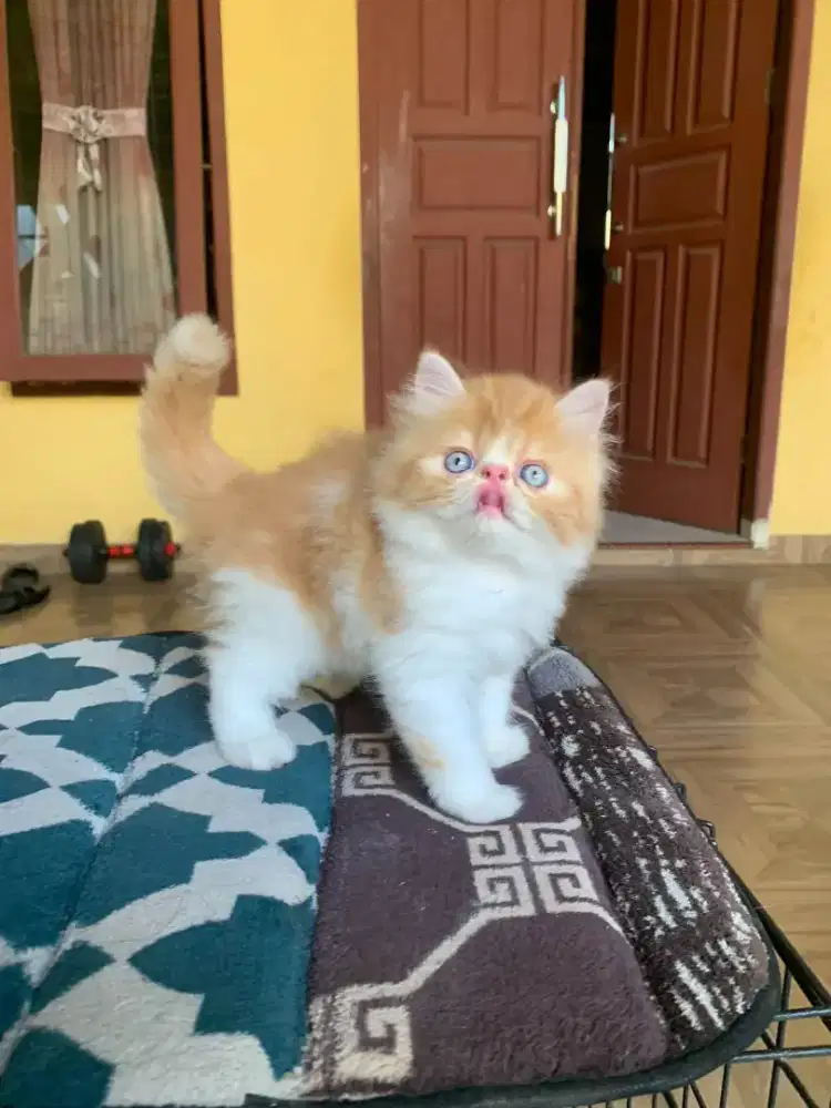 LA peaknose jantan usia 2 bulan