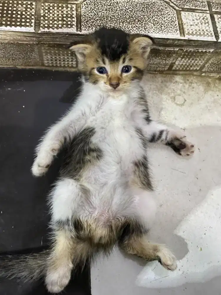 BSH X Scottish fold
