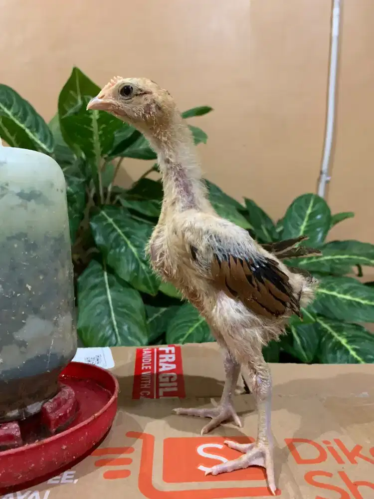 Ayam pelung anakan 3 ekor 260.000