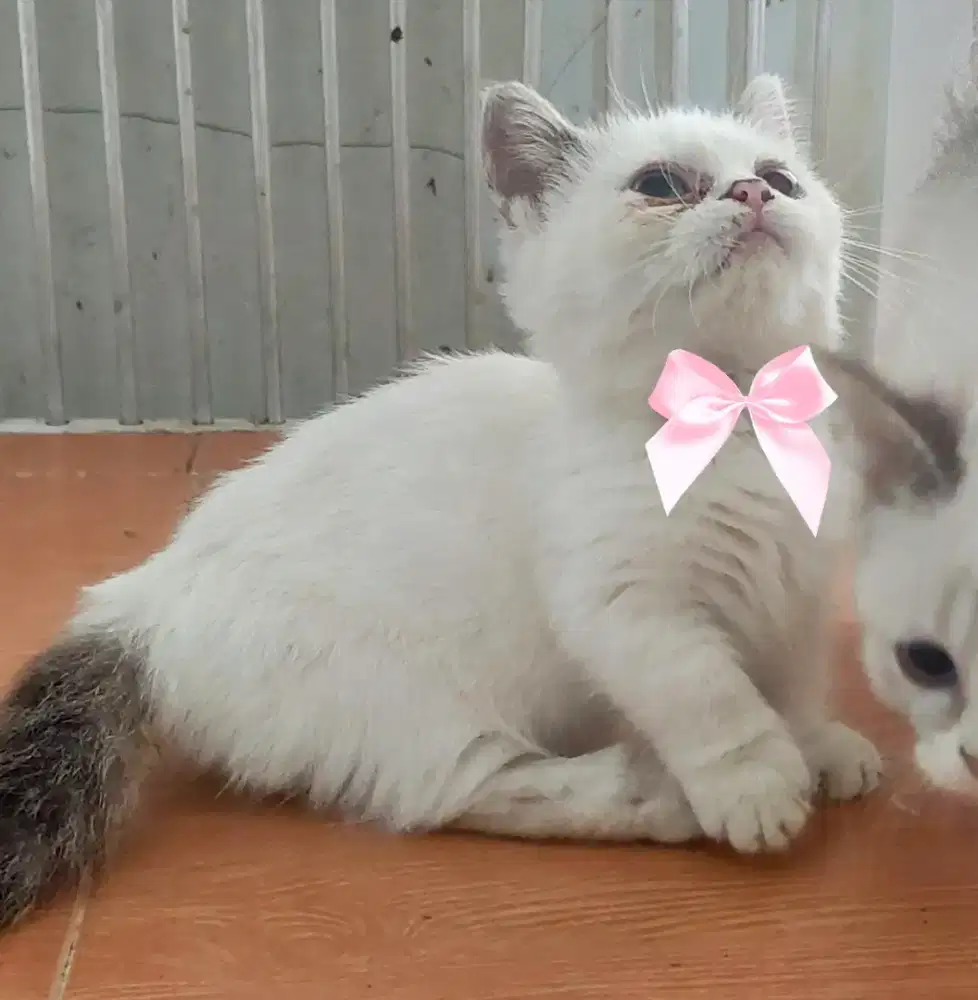 Kucing Munchkin