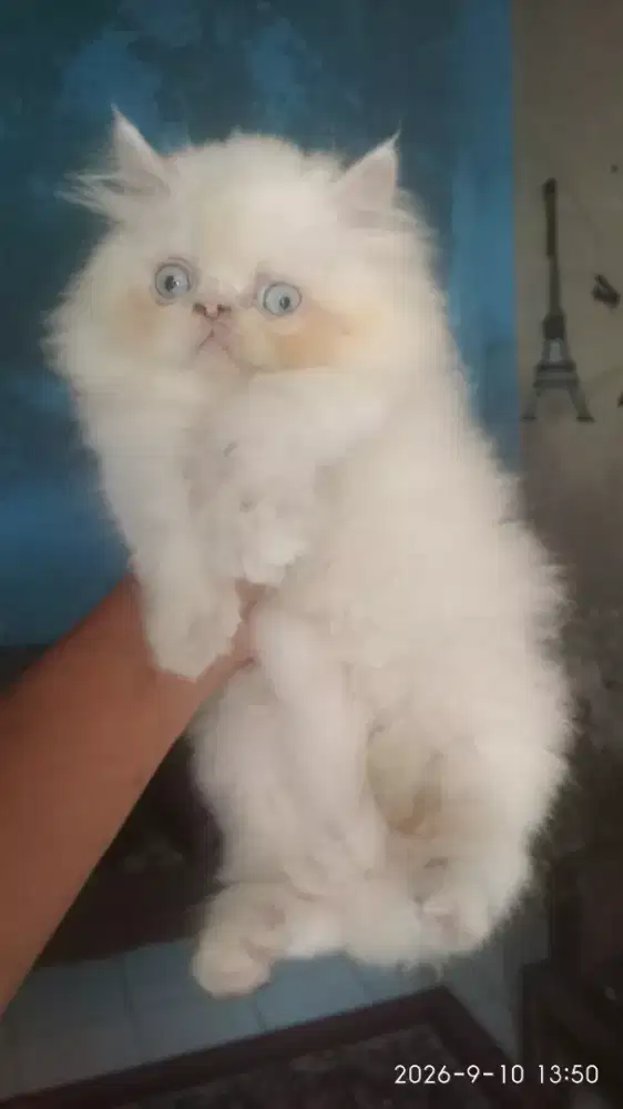 Anak Kucing Kitten Persia Flatnose Jantan Solid White Putih