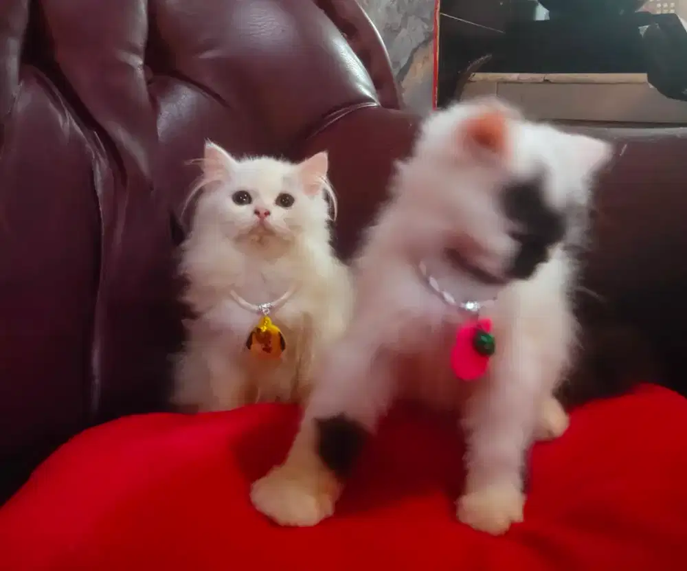 Kitten jantan  lucu dan imut