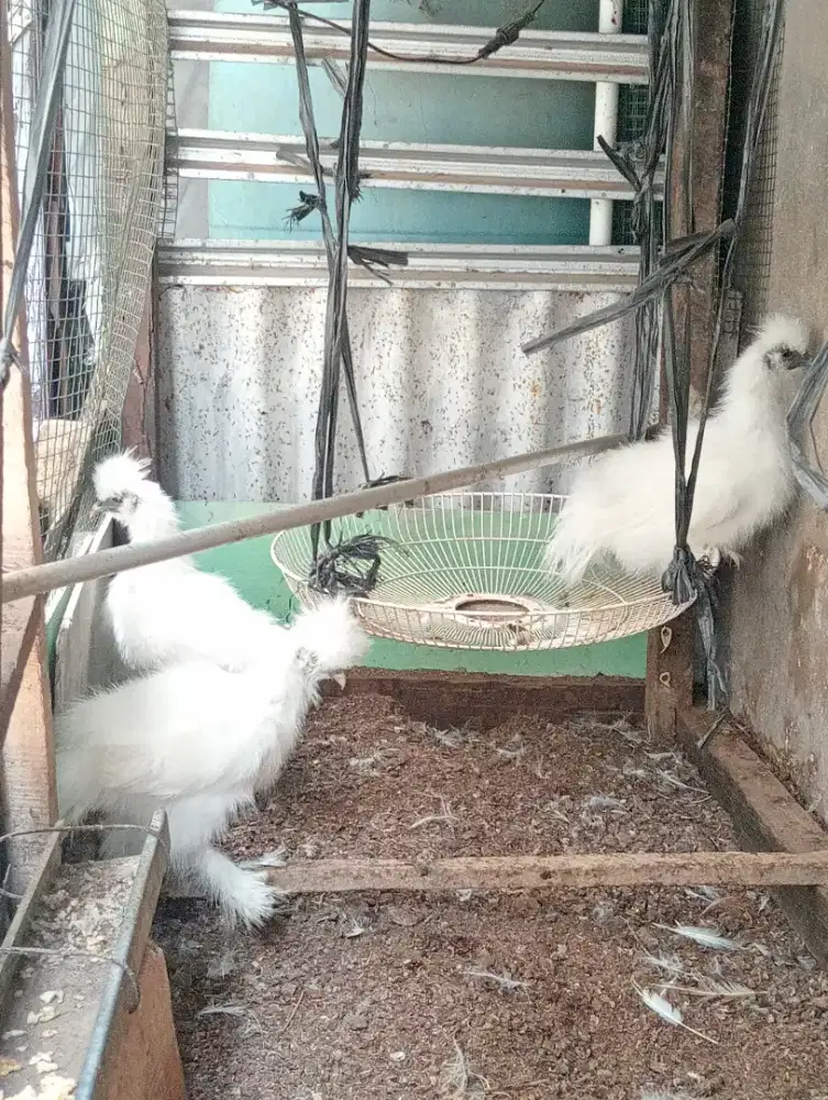 Ayam Hias American Silkie