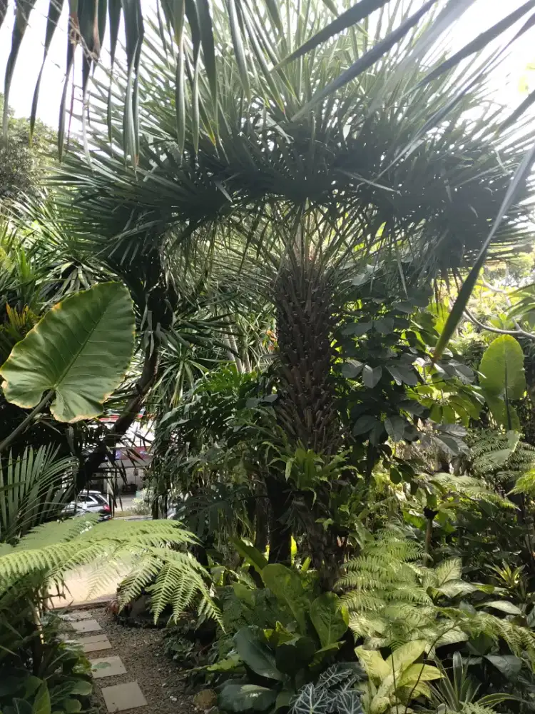 POHON PALM KOPER