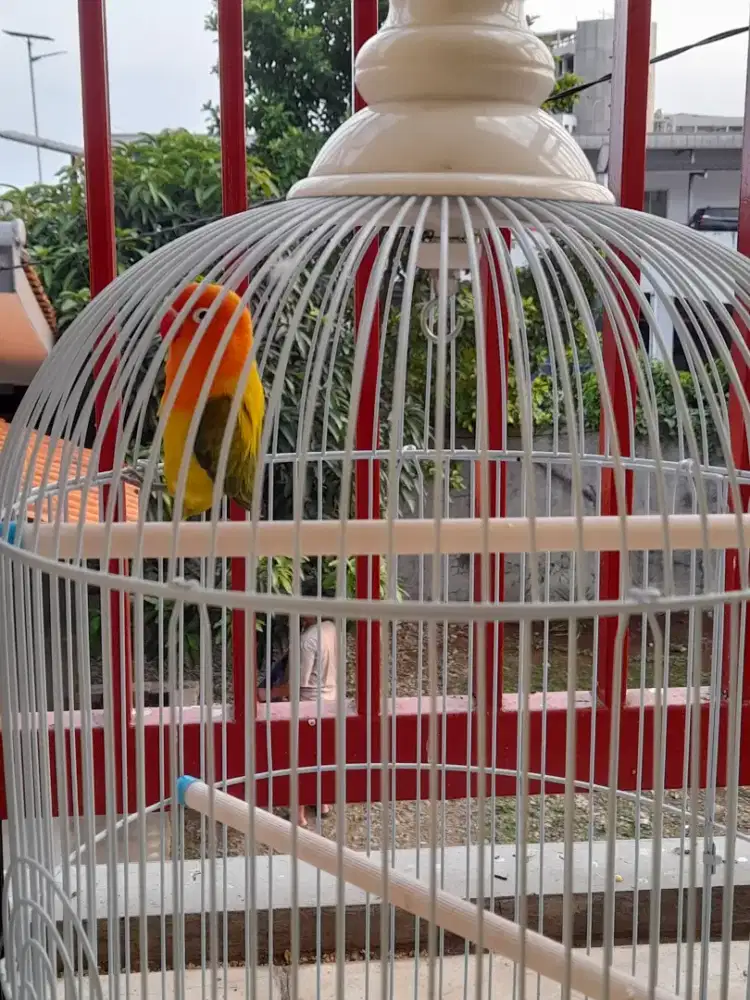 lovebird gacor komplit