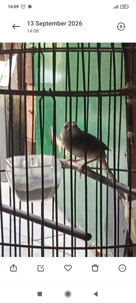 Cigun muda JANTAN di BSD