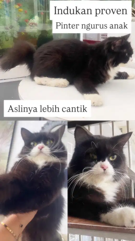 Indukan tuxedo hitam putih betina