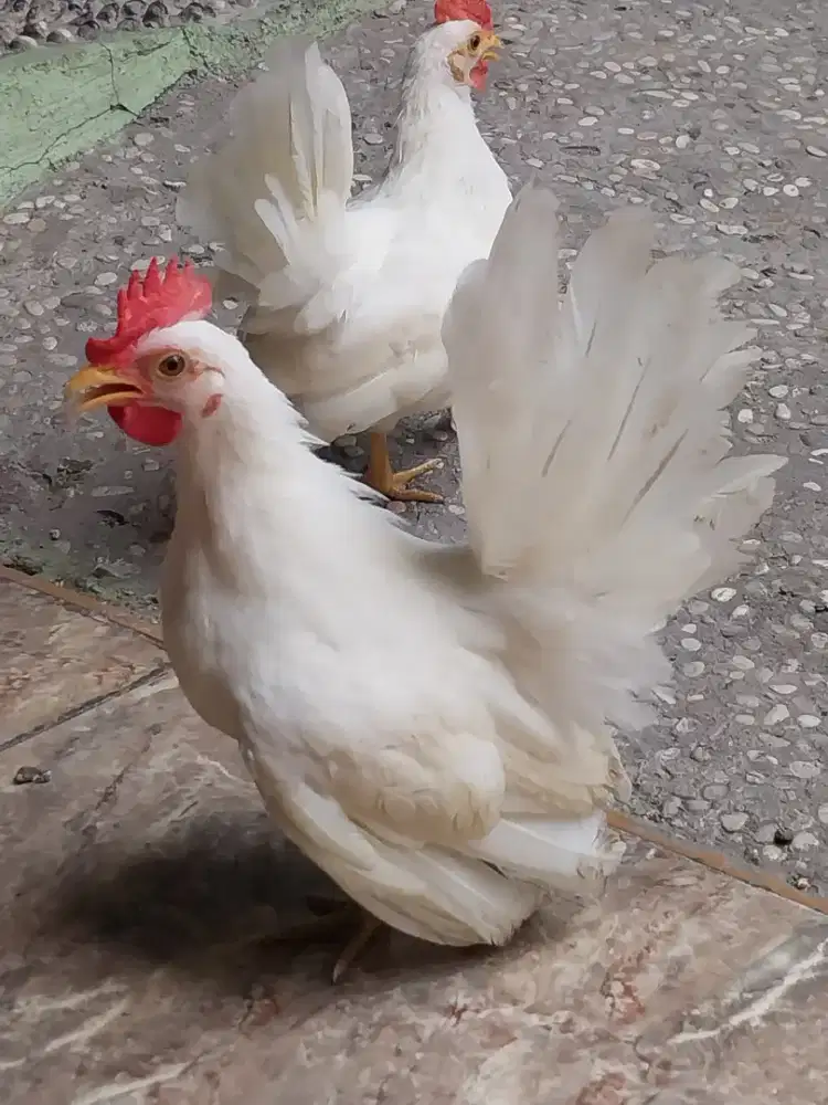 Anak Ayam Kate Jantan Putih Polos