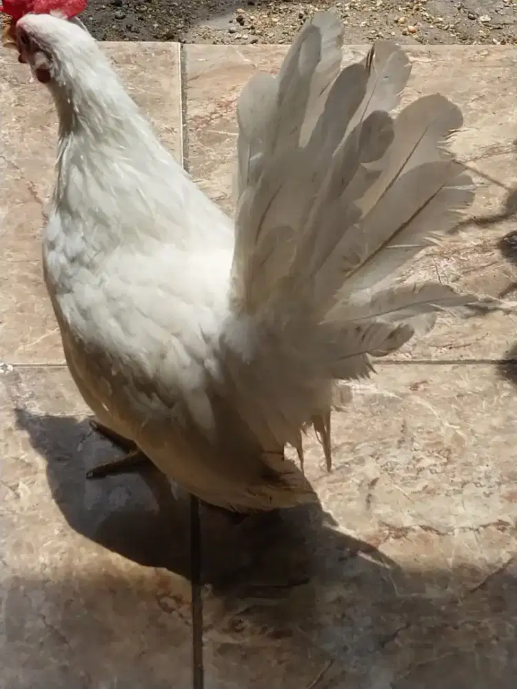 Anak Ayam Kate Jantan Putih Polos