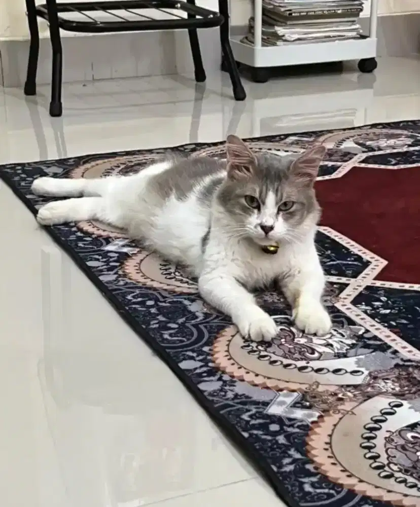 Kucing campuran Anggora jantan