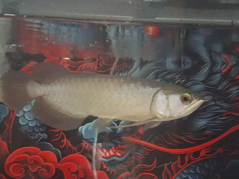 Ikan arwana red banjar