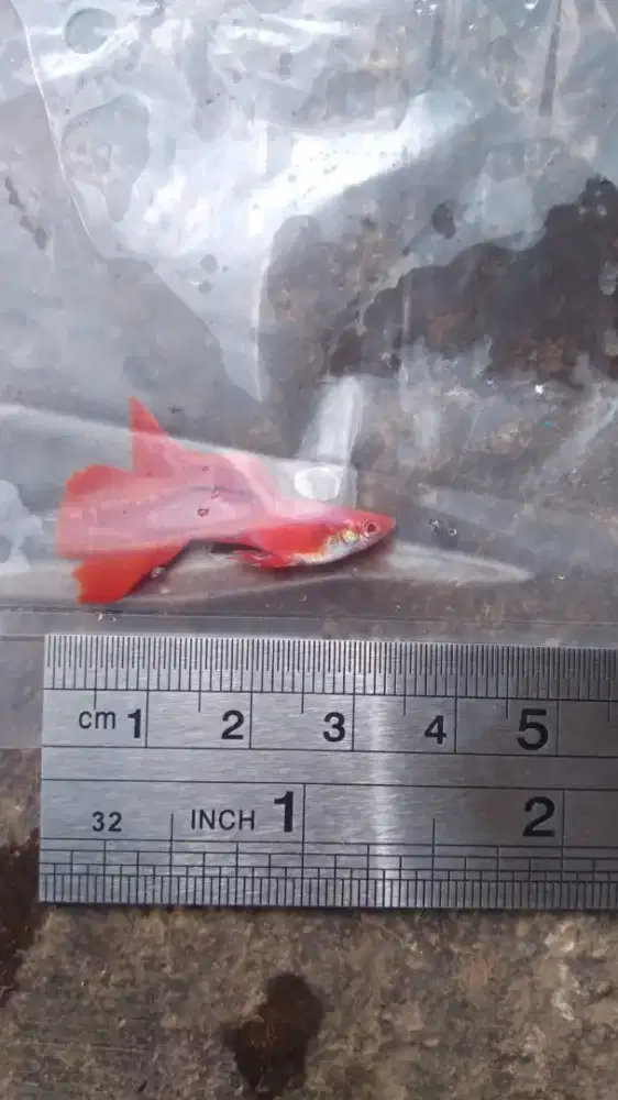 Menjual ikan guppy Albino full Red