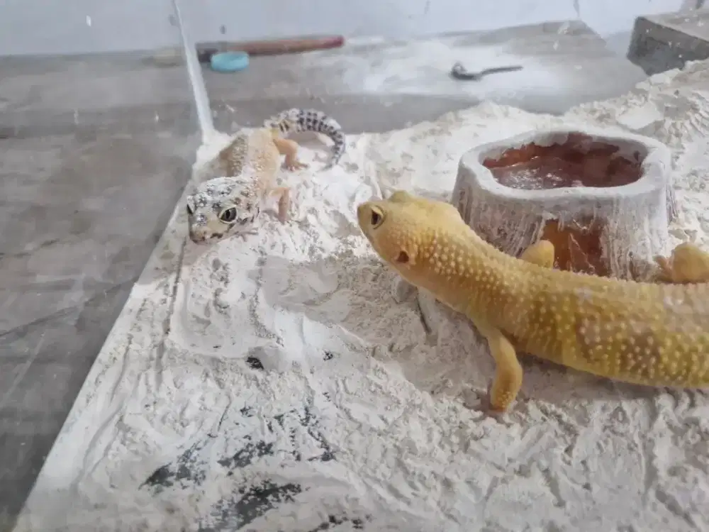 Gecko 1 pasang murah