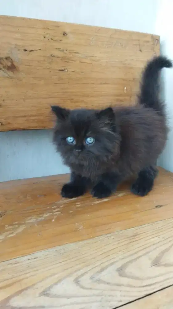 Kitten Kucing Persia  ( Baca Diskripsi)