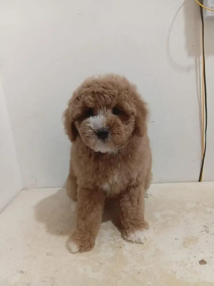 Jual poodle red mismark betina