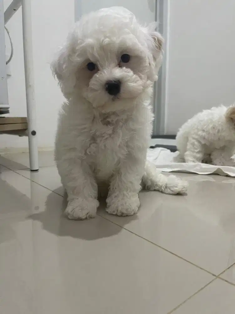 Jual poodle mismark white fawn jantan