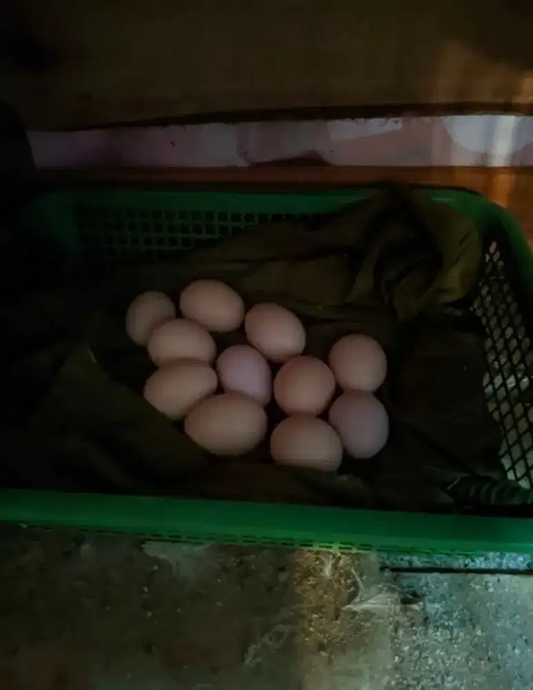 Telur Ayam American Silkie Original Fresh