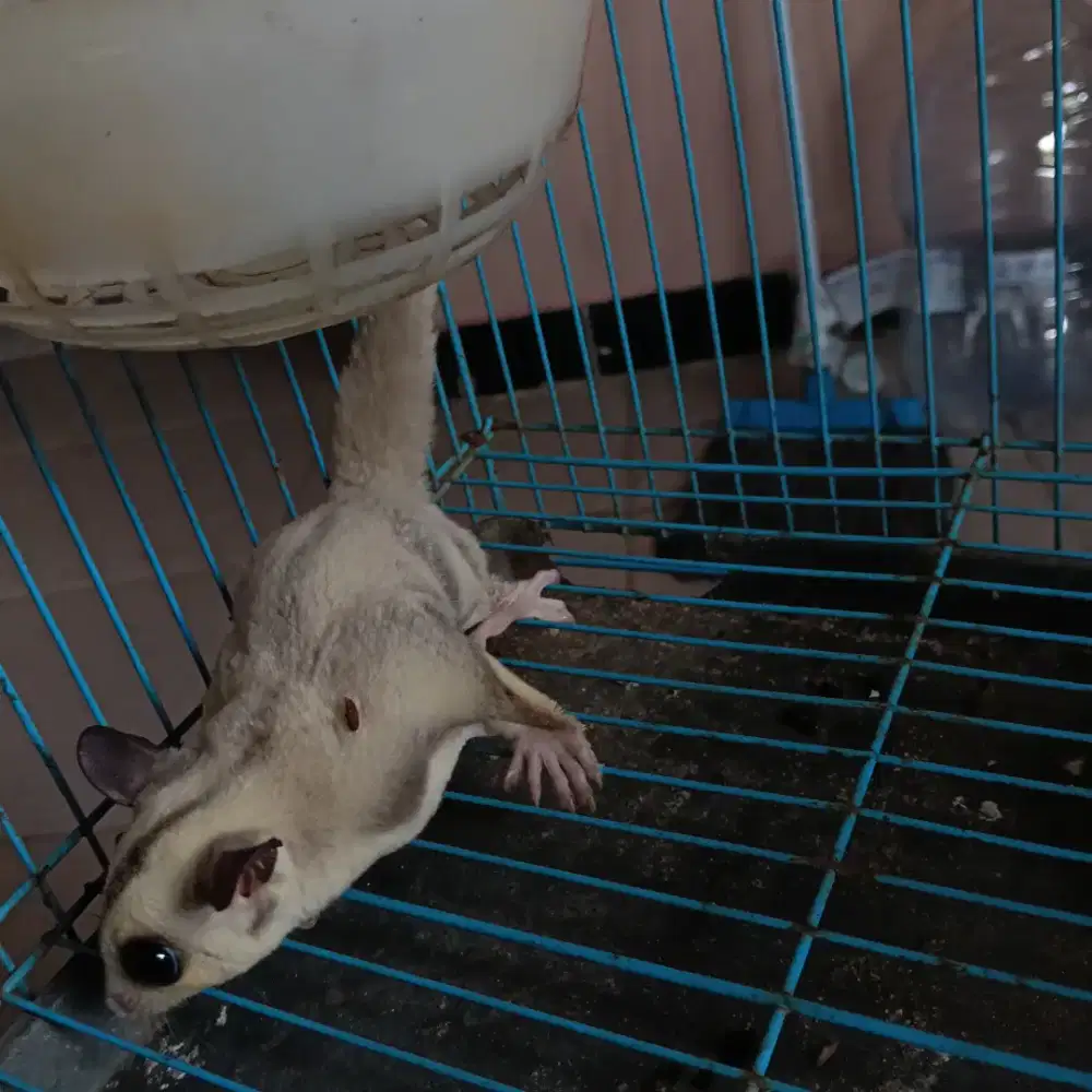 Sugar glider dewasa
