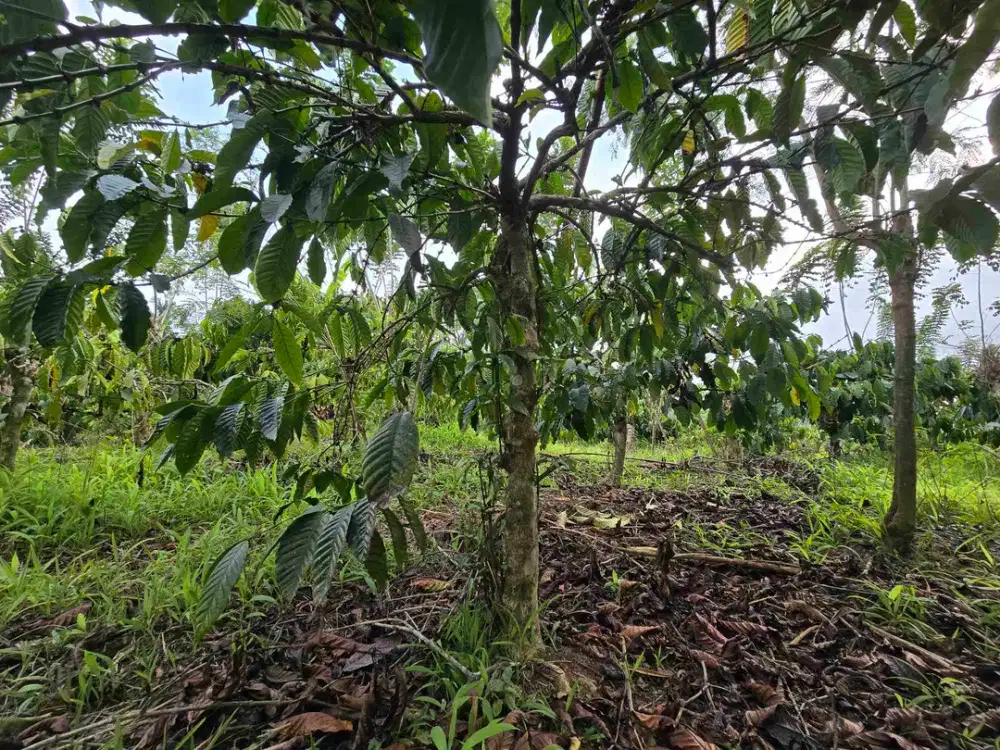 Dijual murah kebun kopi siap panen di pupuan tabanan bali