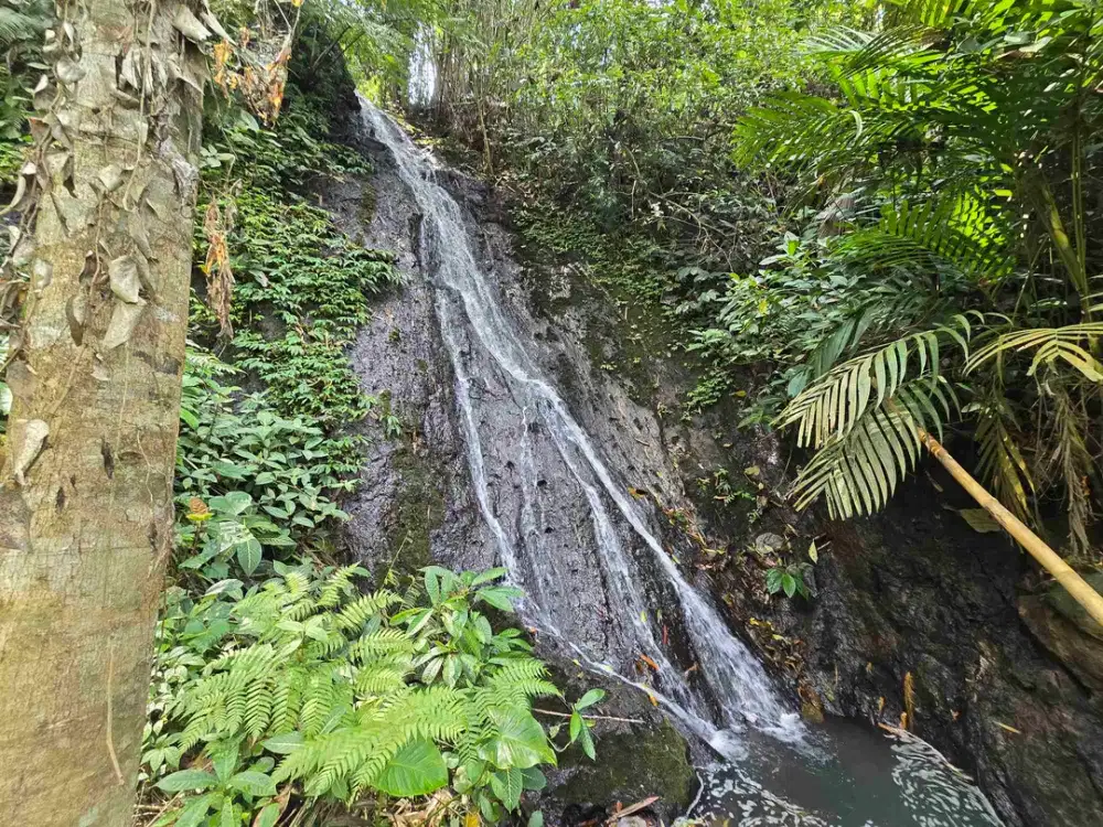 Air terjun dan los sungai murah kebun durian dan manggis view sawah los sungai di tabanan bali