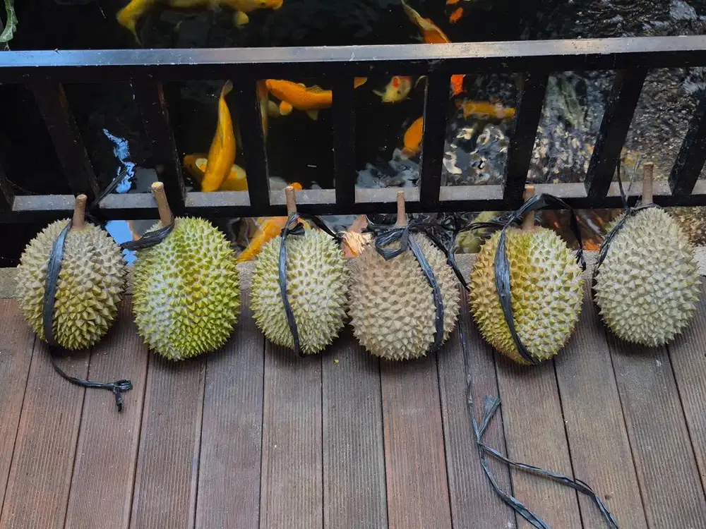 Durian musangking