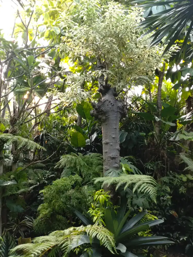 POHON KAKI GAJAH/BAOBAB VARIGATA