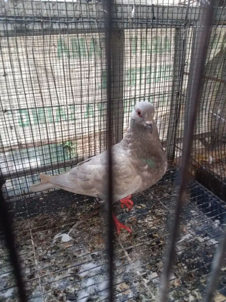 Cewean silver rajin nelor