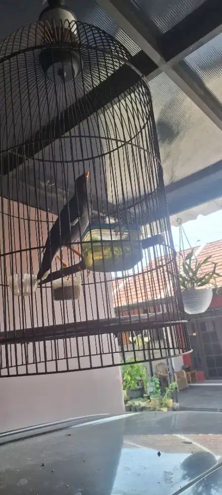 Jalak kebo gacor