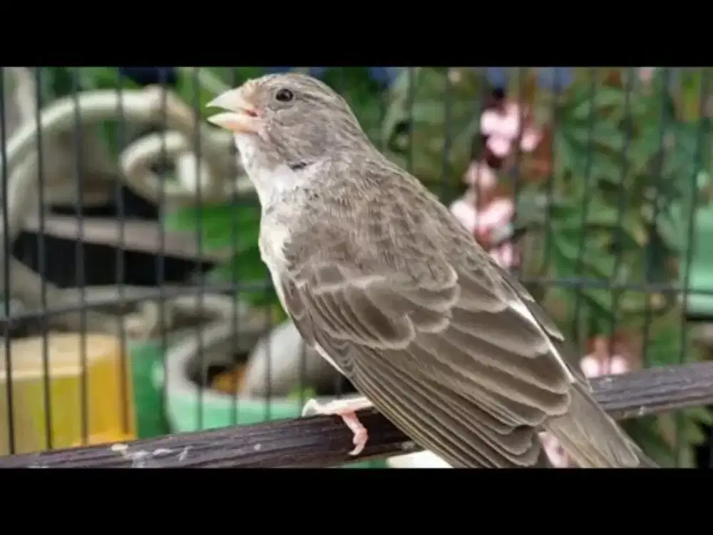 Burung sanger/edel gacor dor