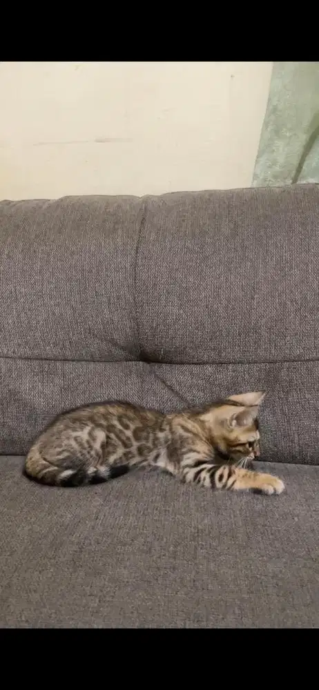 kitten 3 bulan jantan