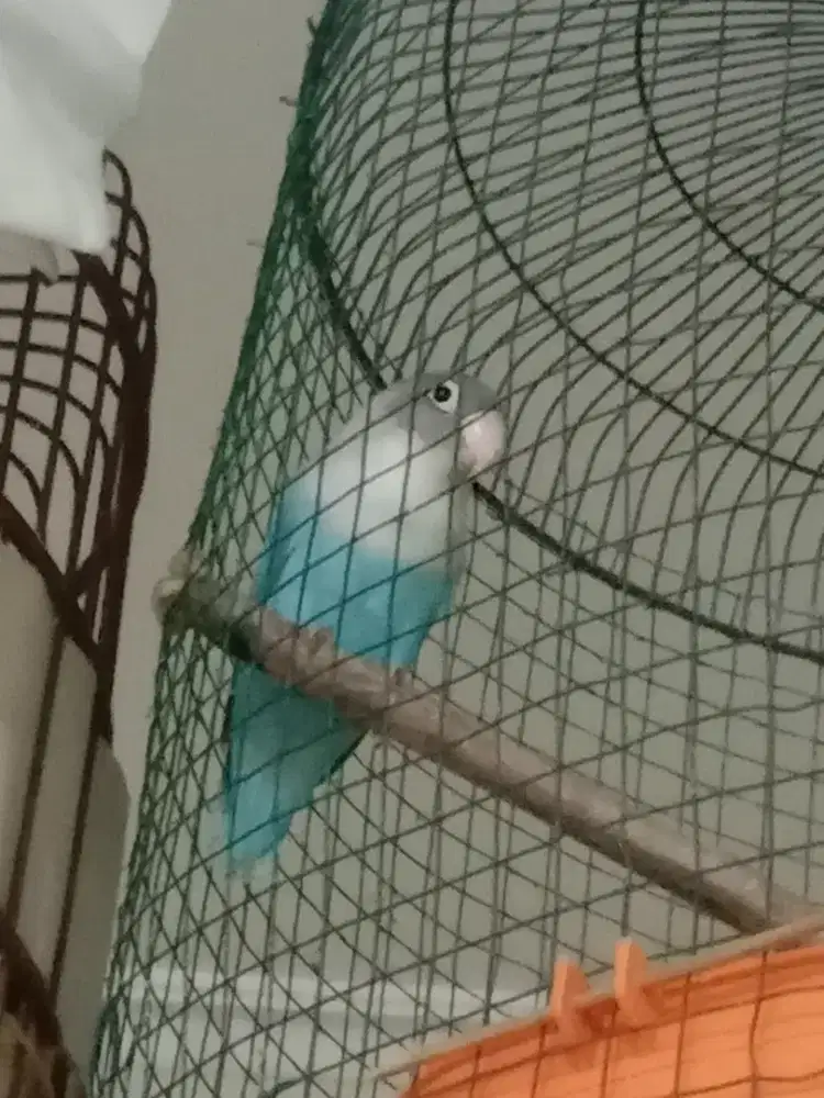 Burung Love Bird Biola, Spt di Foto Jantan Bs barter/Tt Ajukan.
