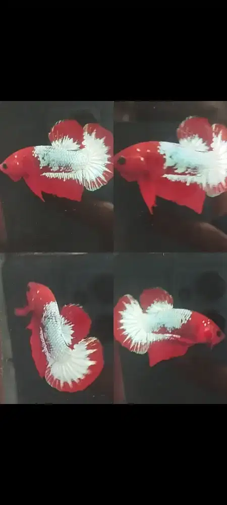 Ikan cupang plakat red fccp