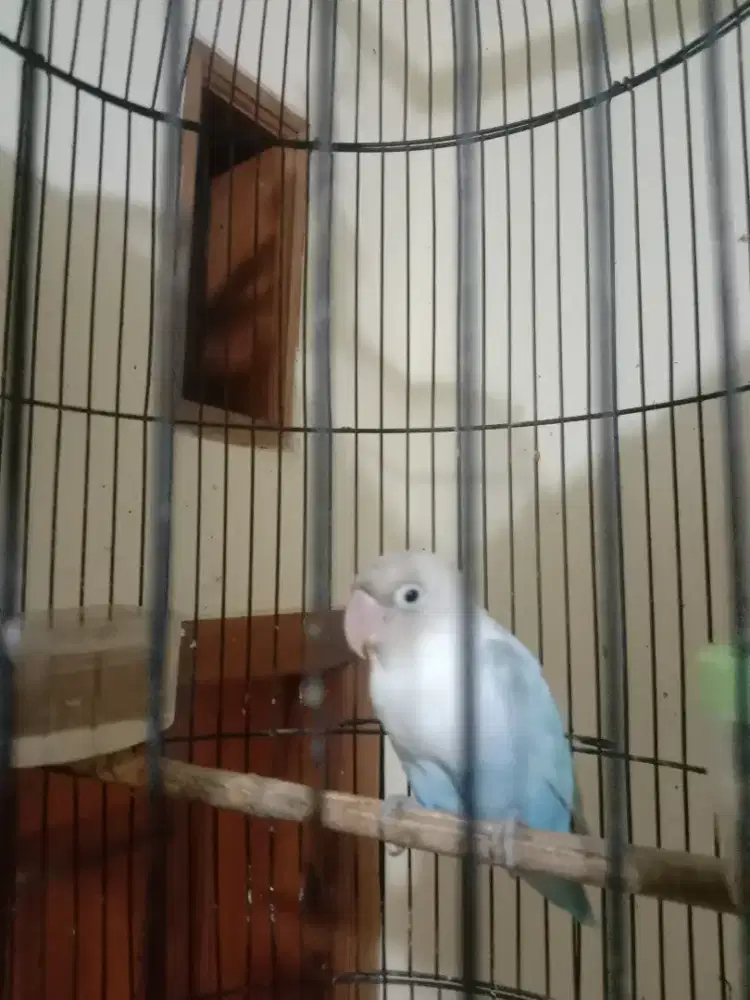Burung Love Bird Biola, Jantan. Bs Barter/Tt Ajukan.