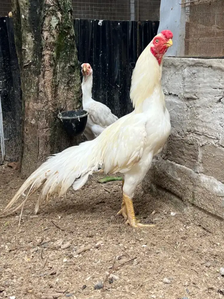 Sepasang ayam parot aseel  hargan tidak menguras dompet