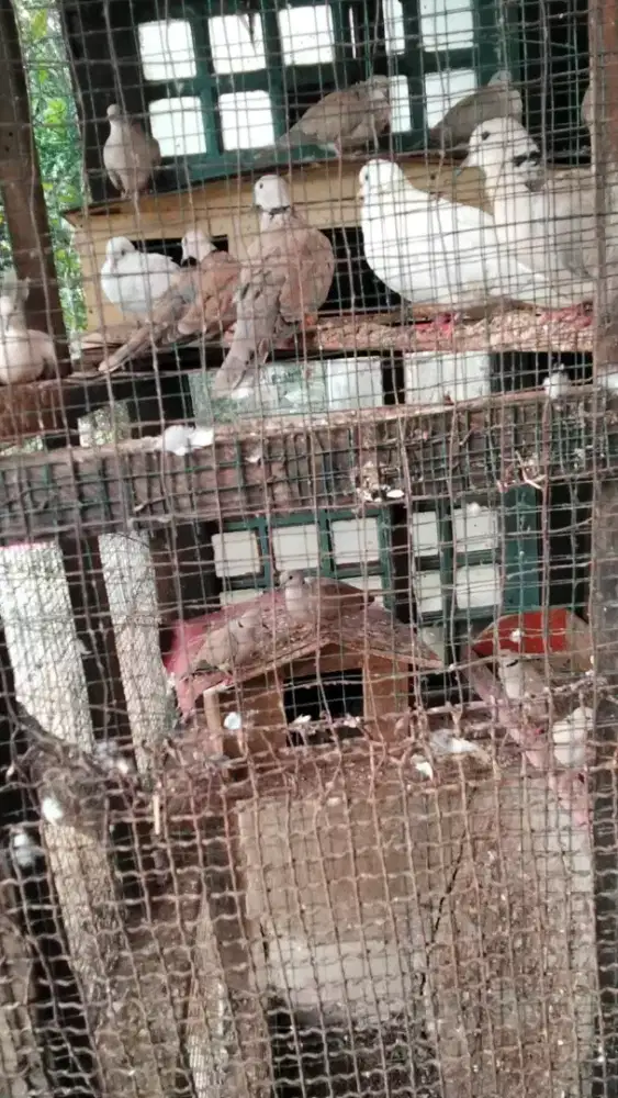 Jual borongan burung puter ada 26 ekor