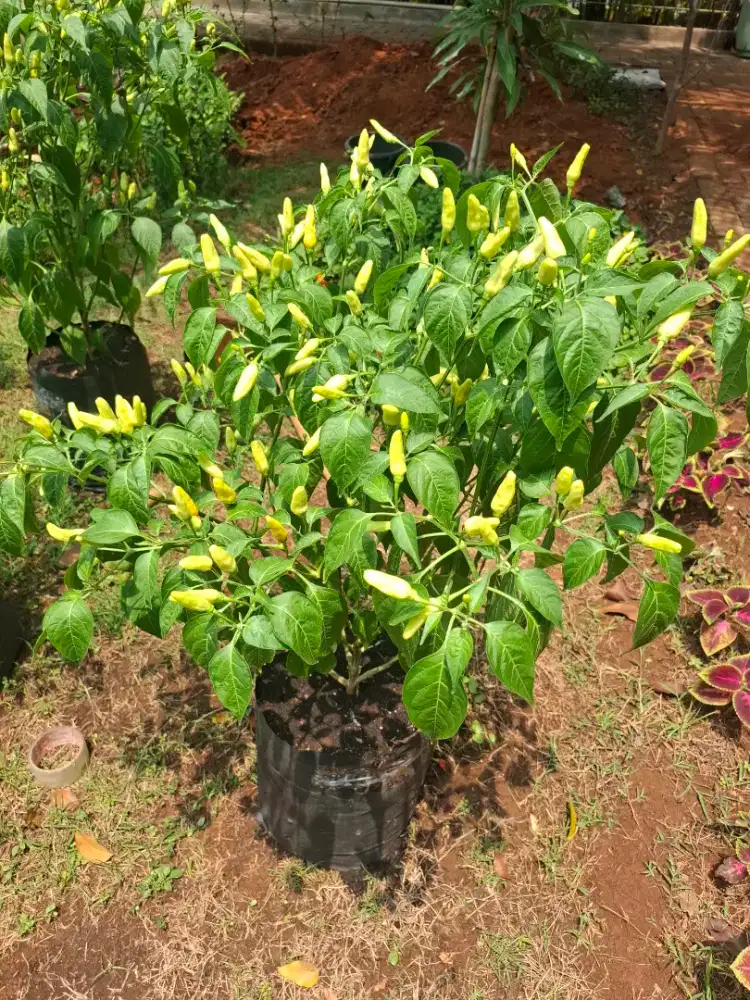 Pohon Cabai / Cabe F1