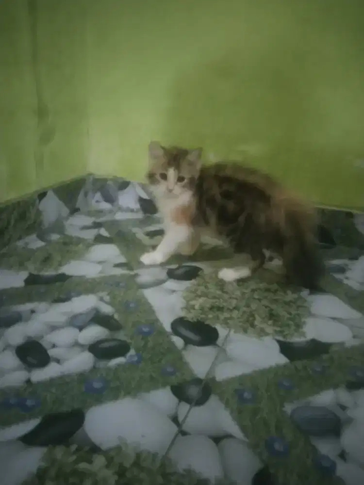 Peria calico batina 2,5 bulan udah mandiri