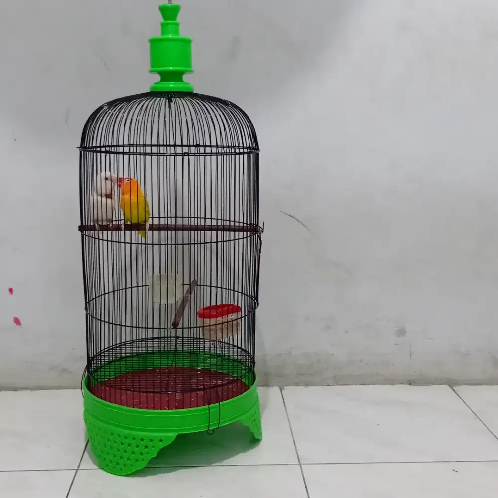 Sepasang loveBird Fullset