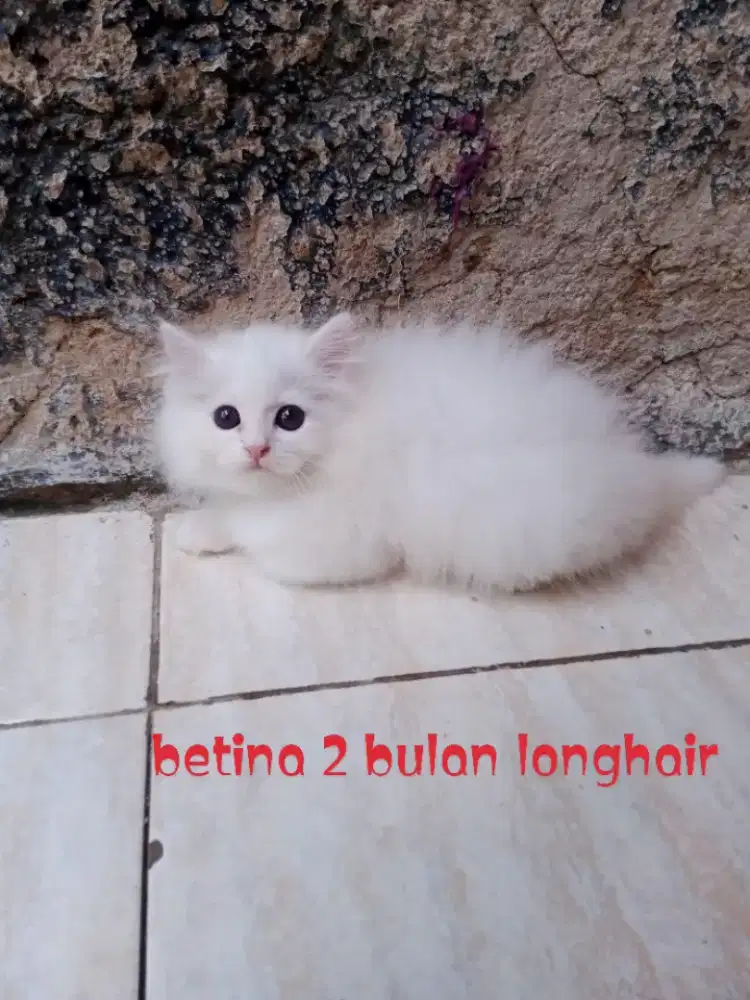 Kucing Persia medium