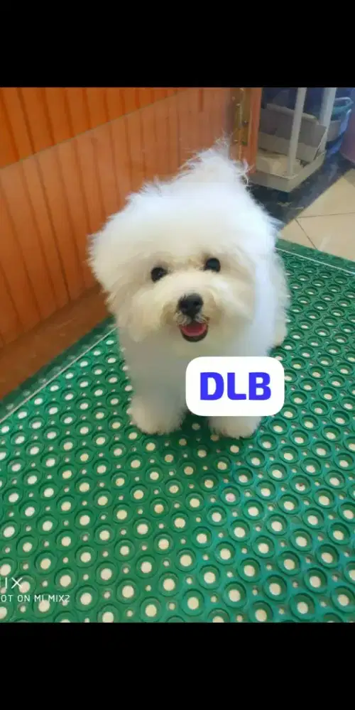 Bichon frise betina puppy