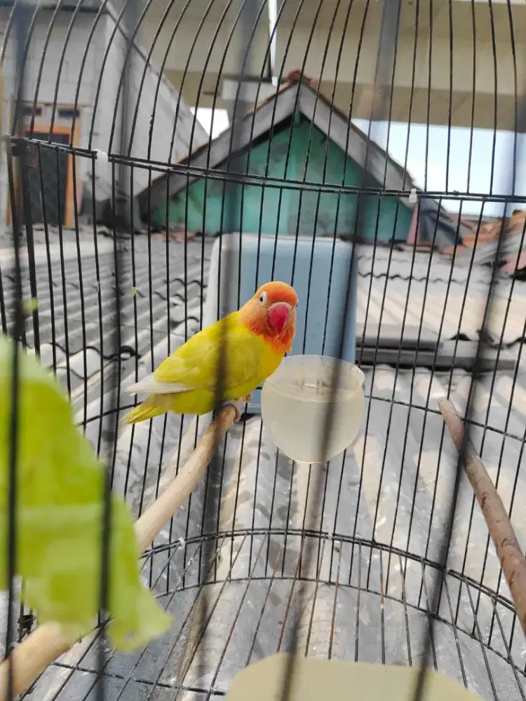 Lovebird lb Dewasa
