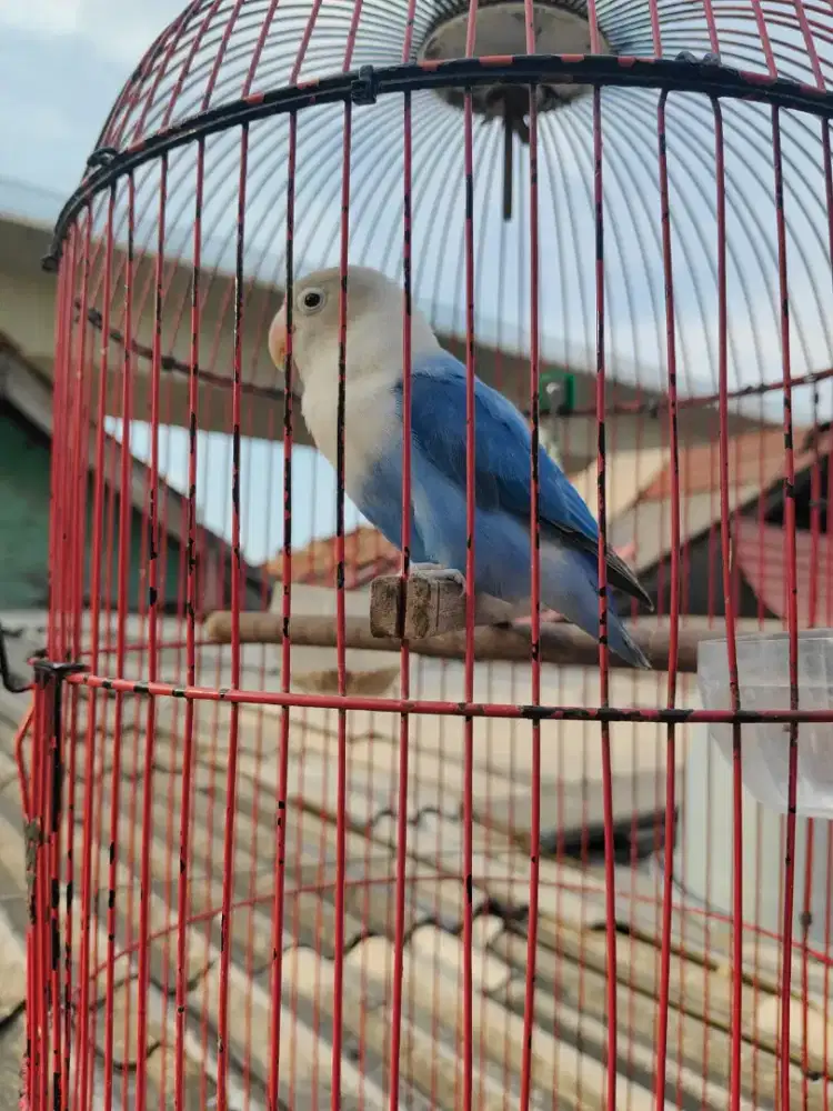 Lovebird lb Betina Dewasa