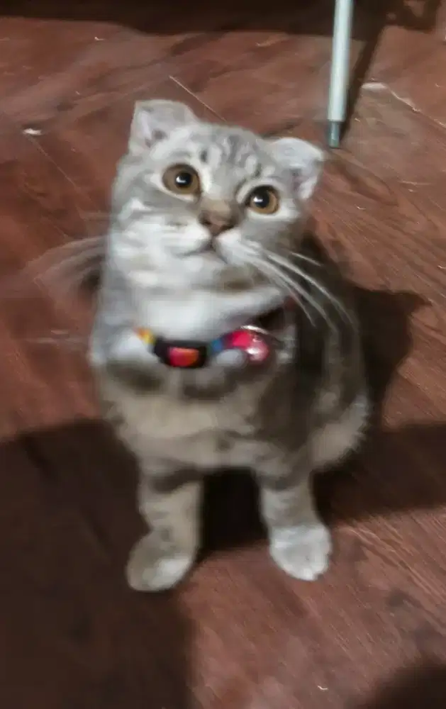 Scottish fold Pilihan kamu