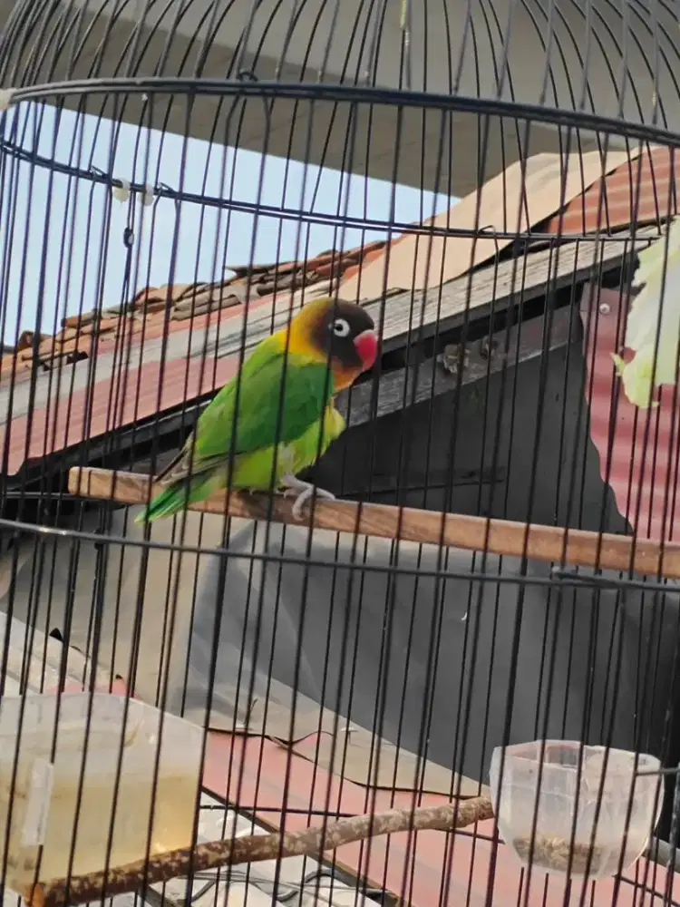 Lovebird lb Jantan Dewasa Dakori