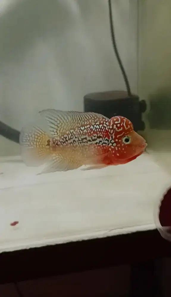Ikan Louhan Kamfa F2 Thailand
