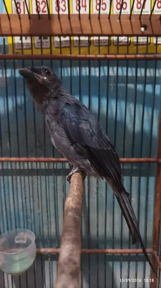 Srigunting abu mata putih dari Loloh isian banyak