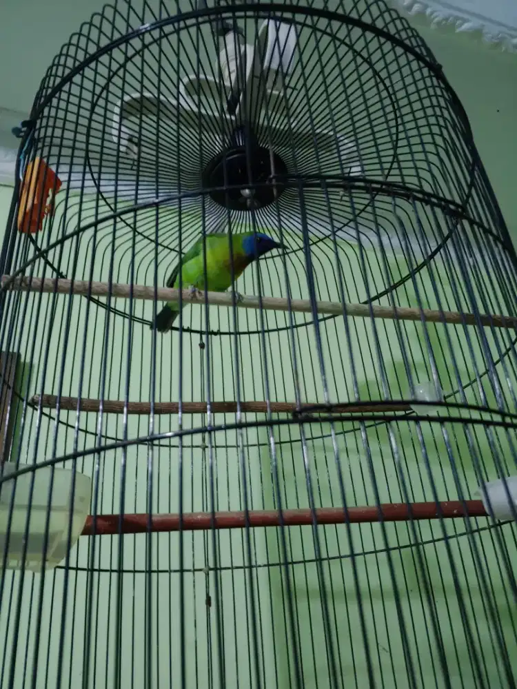 Masteran Kinoy Gacor